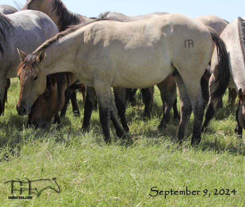 Divi It Up MA's 2023 Dun Roan Colt